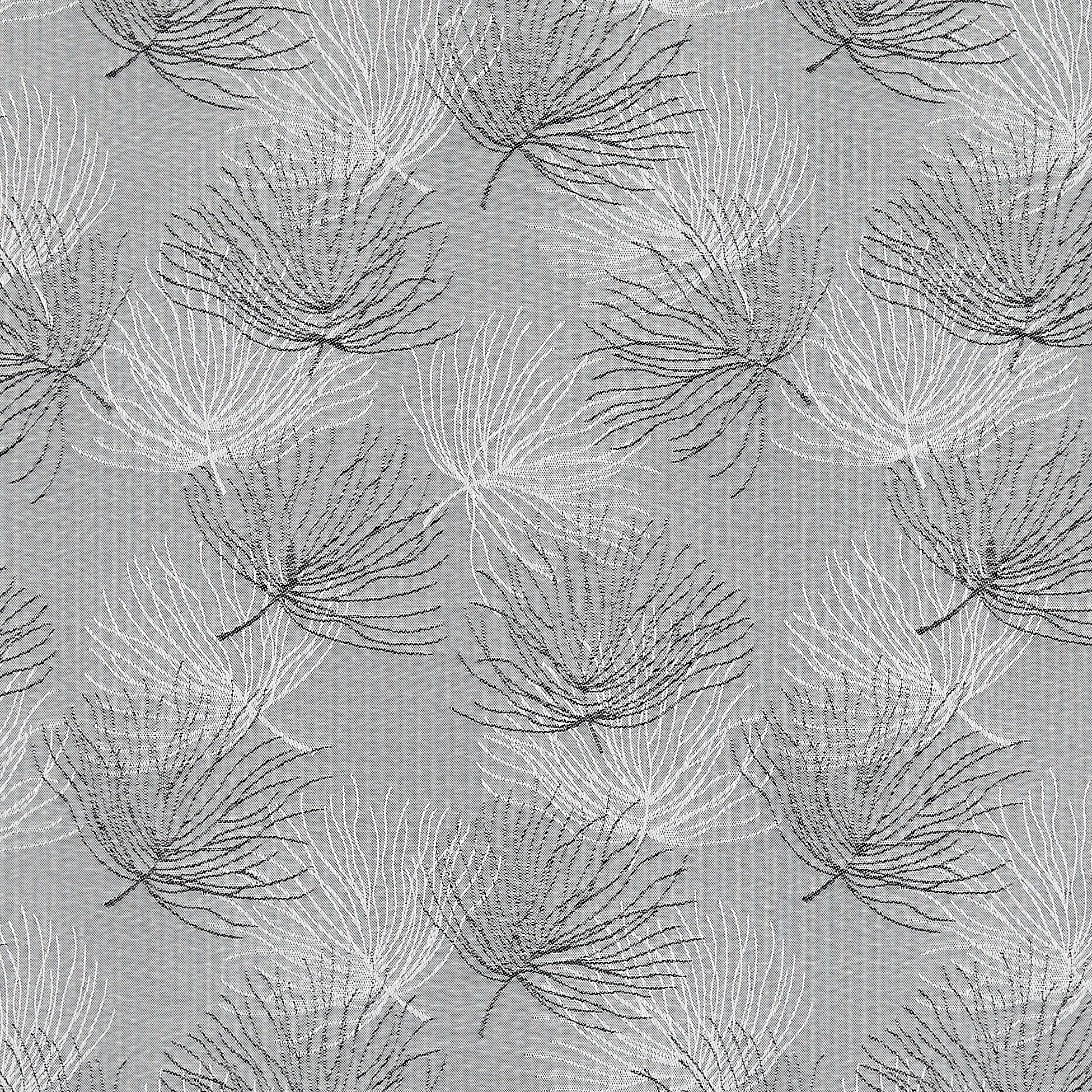 Bonsai Fig - New 2025